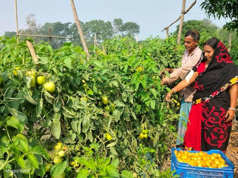 গোপালগঞ্জে অপূর্ব-লিপিকা দম্পতি টমেটো চাষে করে ভাগ্য ফেরালেন