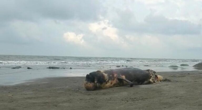 কুয়াকাটা সৈকতে ভেসে এলো অর্ধগলিত ডলফিন