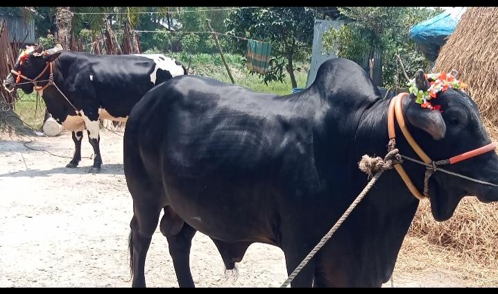 ১ টন ওজনের ১১ লক্ষ টাকার ষাঁড় কালুকে কিনলে সাথে খাসি ফ্রি