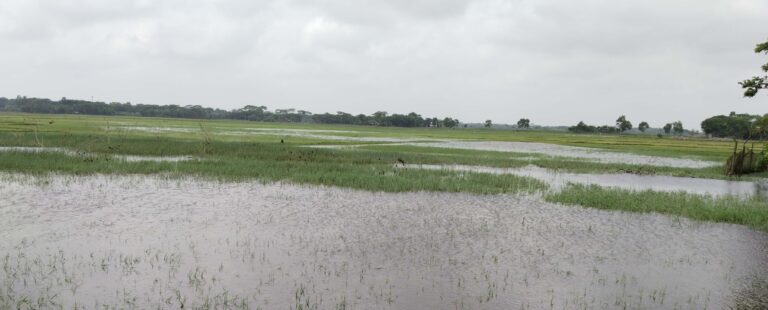 কলাপাড়ায় প্রভাবশালীদের নিয়ন্ত্রনে স্লুইজগেট, কৃষকের বীজ তলা পানির নীচে