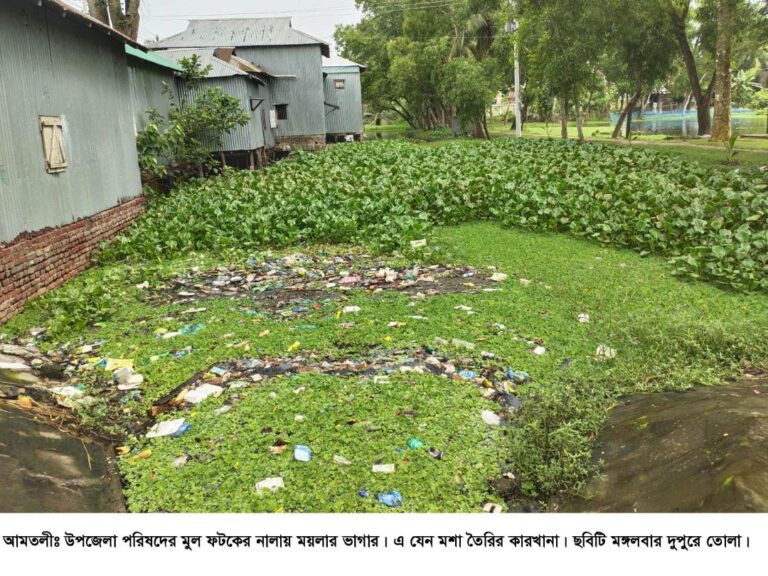 আমতলীতে এডিস মশা বাহিত ডেঙ্গু ভাইরাসের প্রার্দুভাব, প্রতিরোধে উপজেলা প্রশাসন ও পৌরসভা নিরব!