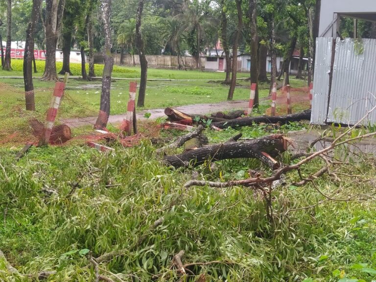 কলাপাড়ায় আদালত চত্বরের গাছ কাটায় এসিল্যান্ডসহ ৫ জনের বিরুদ্ধে মামলা