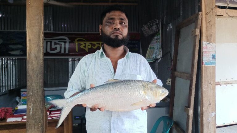 কুয়াকাটায় জেলের জালে মিললো আড়াই কেজি ওজনের ইলিশ