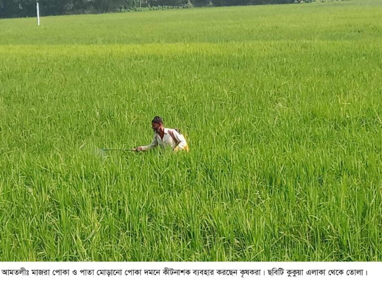 আমতলীতে ধানের ক্ষেতে পোকার আক্রমণে দিশেহারা কৃষক