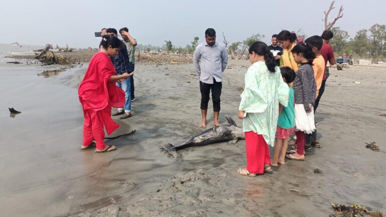 কুয়াকাটা সৈকতে ভেসে এসেছে মৃত ডলফিন