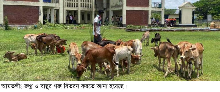 তালতলীতে সরকারী সহায়তার গরু ক্রয়ের টাকা মৎস্য কর্মকর্তা ও ঠিকাদারের পেটে!