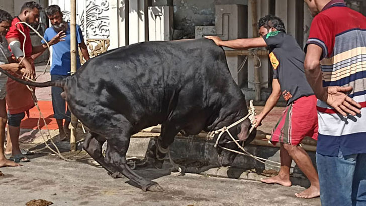 ১ কোটি ৪ লাখ ৮ হাজার ৯১৮ টি গবাদিপশু কোরবানি হয়েছে