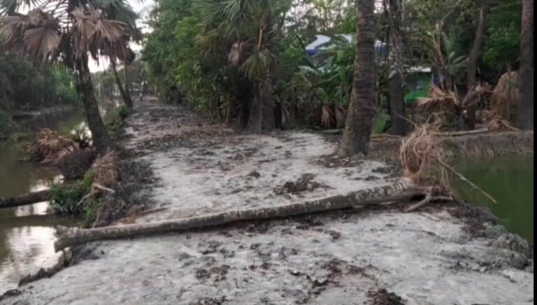 সড়ক সংস্কারের নামে চেয়ারম্যানের নির্দেশে কেটে ফেলা হলো বান্ধব তাল গাছ