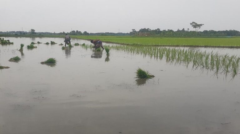 কলাপাড়ায় আমন ধানের স্বপ্ন বুনছেন সমুদ্র উপকূলের কৃষক