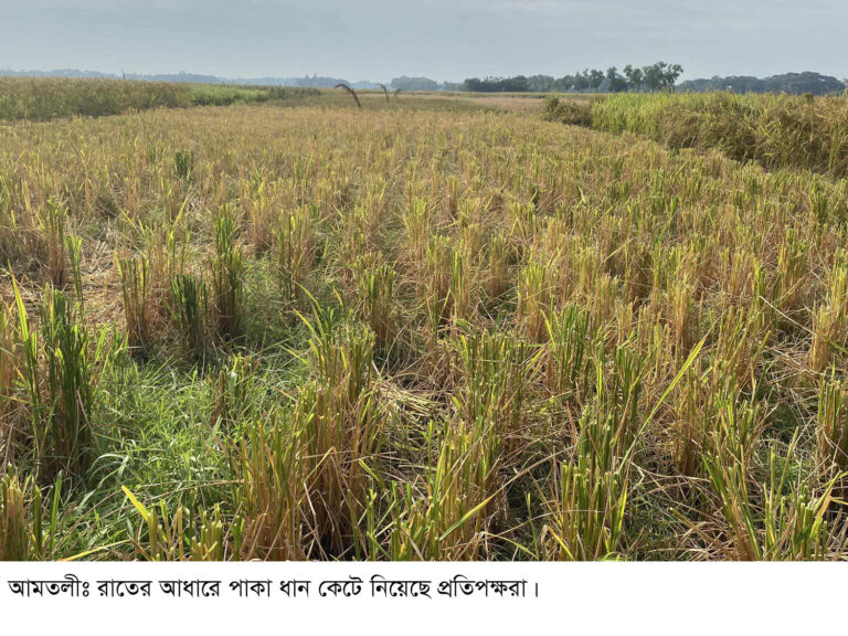 তালতলীতে রাতের আঁধারে কেটে নিয়েছে কৃষকের পাকা ধান