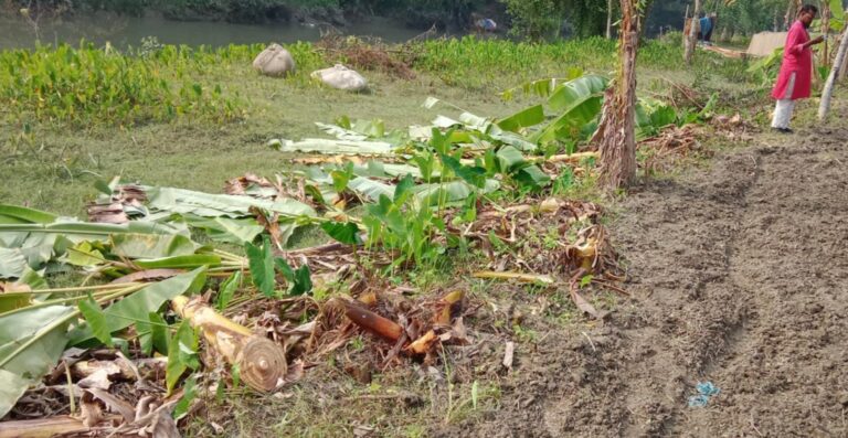 আমতলীতে জমি দখল করতে দুই শতাধিক কলাগাছ কেটে সাবাড়!