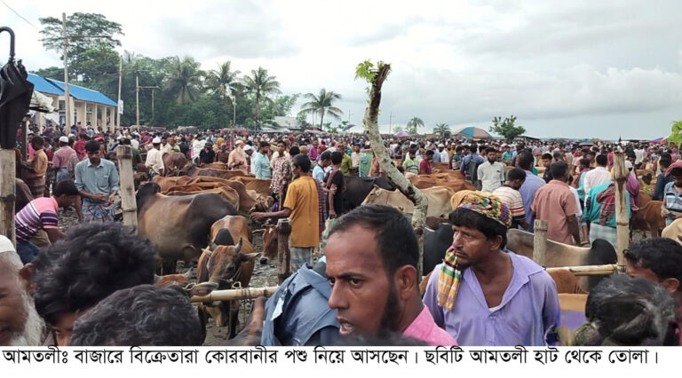 আমতলীতে চাহিদার তুলনায় গবাদি পশু বেশী বাজারে পশুর দাম কম