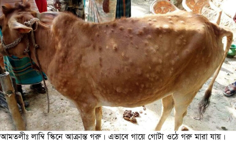 আমতলীতে গরুর লাম্পি স্কিন রোগের প্রাদুর্ভাব,ওষুধ সরবরাহ না থাকায় বিপাকে খামারীরা