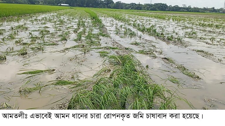আমতলীতে যুবদল নেতার তান্ডব,ধানের চারা রোপন করা জমি দখলে ফের চাষাবাদ