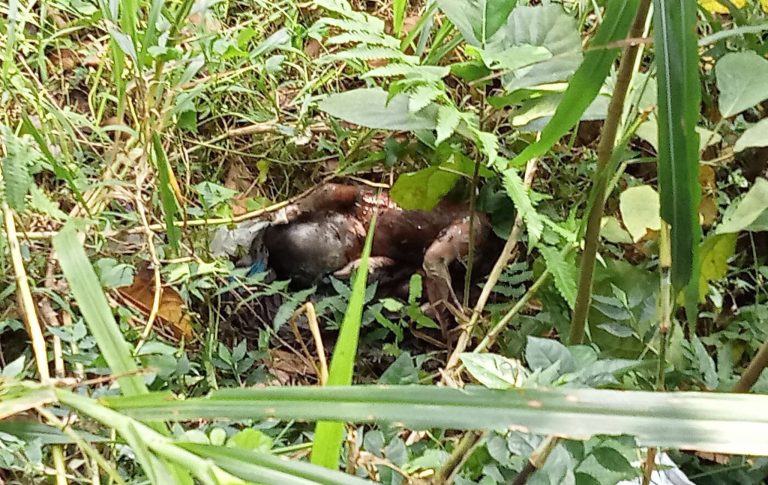 কিশোরগঞ্জে রাস্তার পাশের ঝোপ থেকে নবজাতকের লাশ উদ্ধার