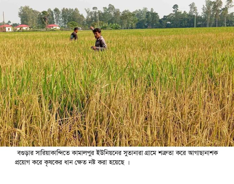 বগুড়ার সারিয়াকান্দিতে ধান ক্ষেতের সাথে শত্রুতা