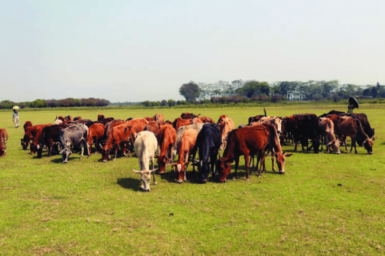 বগুড়ার নন্দীগ্রামে গোখাদ্যের চরম সঙ্কট