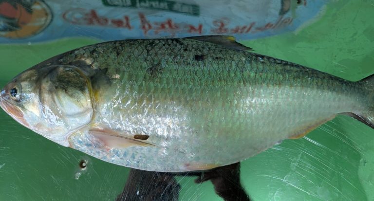 কুয়াকাটায় এক পিস ইলিশ বিক্রি ৯ হাজার টাকায়