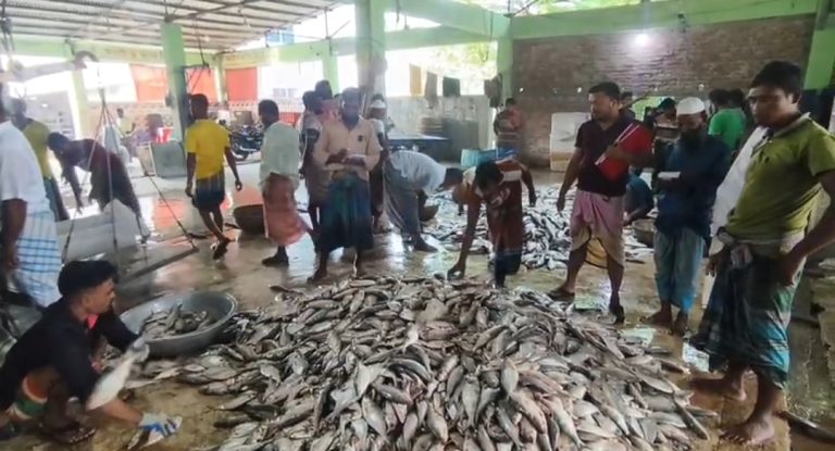 মহিপুর মৎস্য বন্দর ইলিশে সরগরম