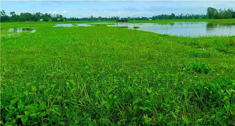 ইসলামপুরে জলাবদ্ধ ফসলি জমি চরম হতাশায় কৃষক!