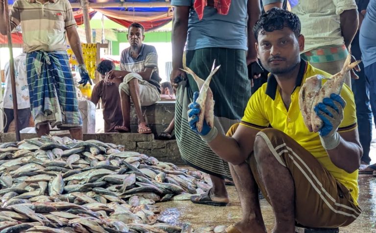 মহিপুর মৎস্য বন্দরে প্রকাশ্যে বিক্রি হচ্ছে শত শত মন জাটকা