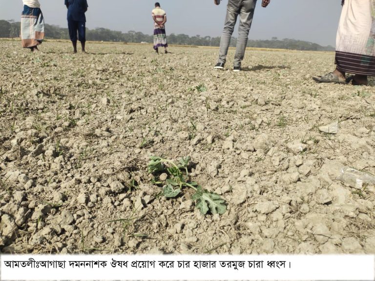 আমতলীতে তরমুজ খেতে আগাছা দমননাশক ঔষধ প্রয়োগ, চার হাজার তরমুজ চারা ধ্বংসের অভিযোগ