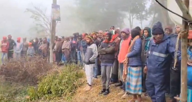 কলাপাড়ায় মহিষের লড়াই দেখতে হাজারো মানুষের ভিড়