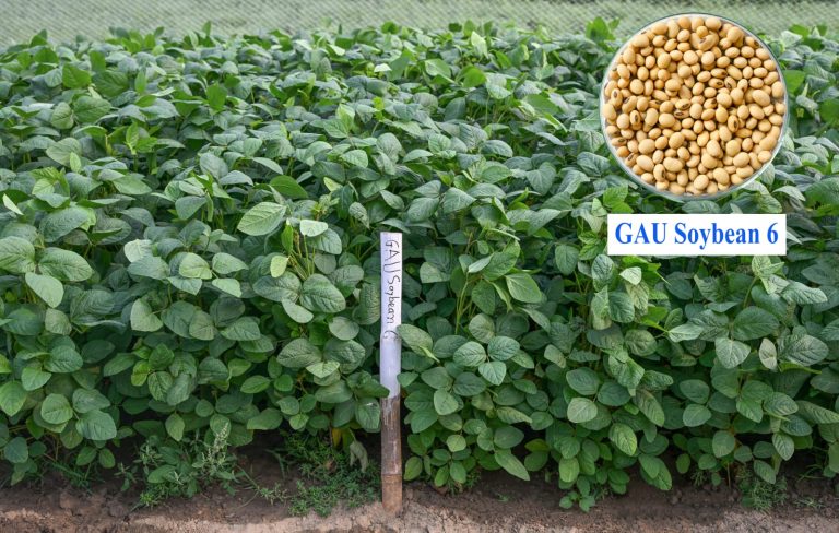 দেশের প্রথম খরা সহনশীল সয়াবিনের জাত উদ্ভাবন