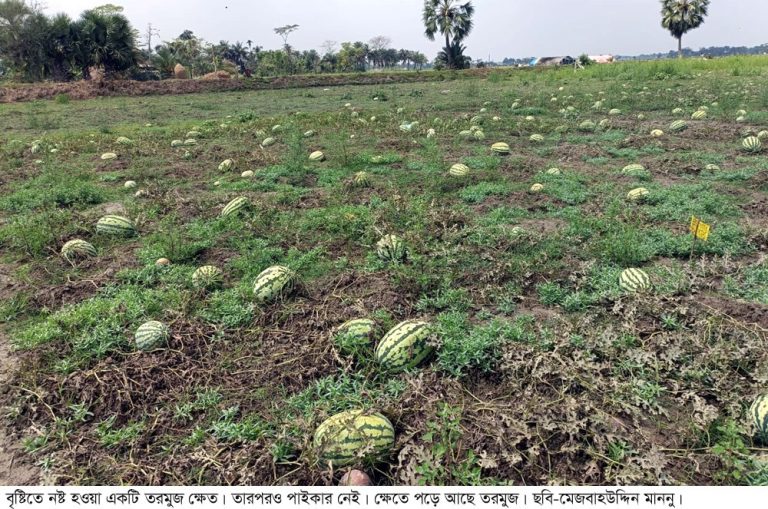 কলাপাড়ায় সহস্রাধিক তরমুজ চাষীর কপাল পুড়েছে