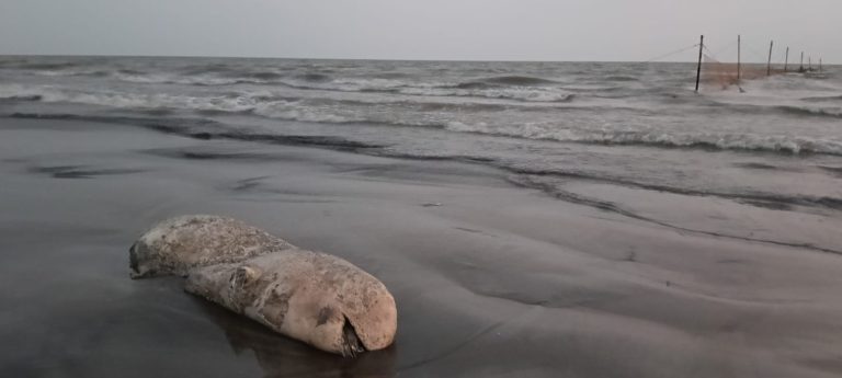 কুয়াকাটা সৈকতে আবারও ভেসে এলো ৮ ফুট লম্বা মৃত ইরাবতী ডলফিন