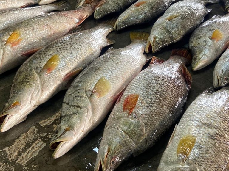 এক ট্রলারে ধরা পড়লো ৪০ পিস কোরাল, পৌনে দুই লক্ষ টাকা বিক্রি