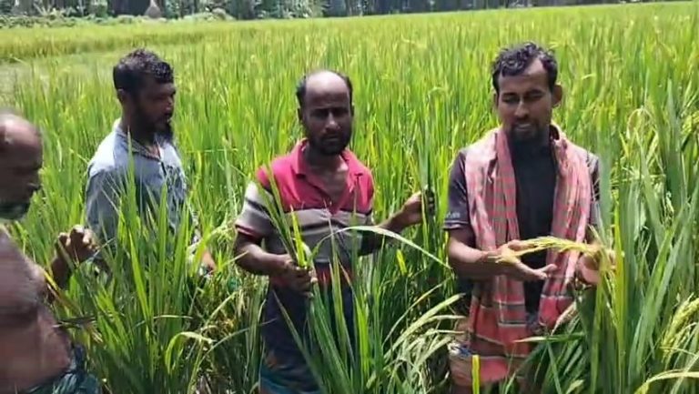আমতলীতে ধানের বীজে প্রতারণা: পাঁচ মাসেও ফলন আসেনি, নিঃস্ব দুই শতাধিক পরিবার